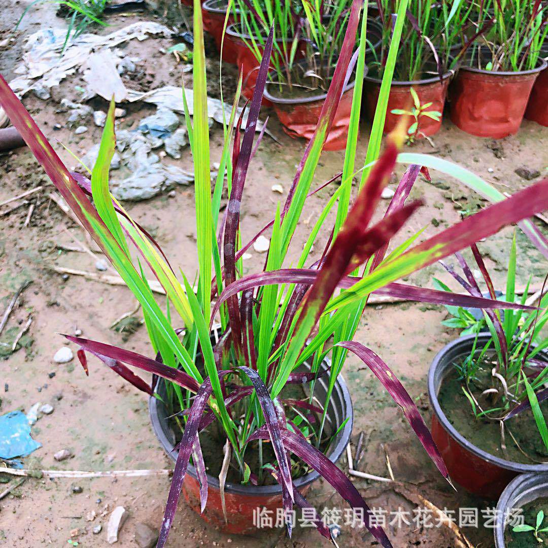 供应优质血草 观赏草血草 产地直销血草 量大从优