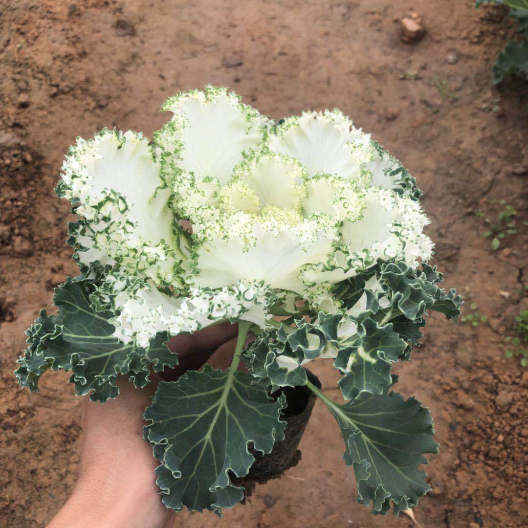 青州基地大量供应羽衣甘蓝  耐寒羽衣甘蓝  盆栽羽衣甘蓝
