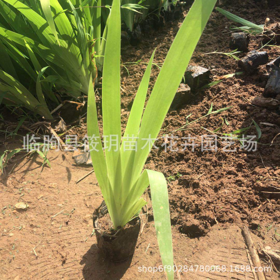 供应鸢尾现货批发 庭院鸢尾水生花卉   基地直销