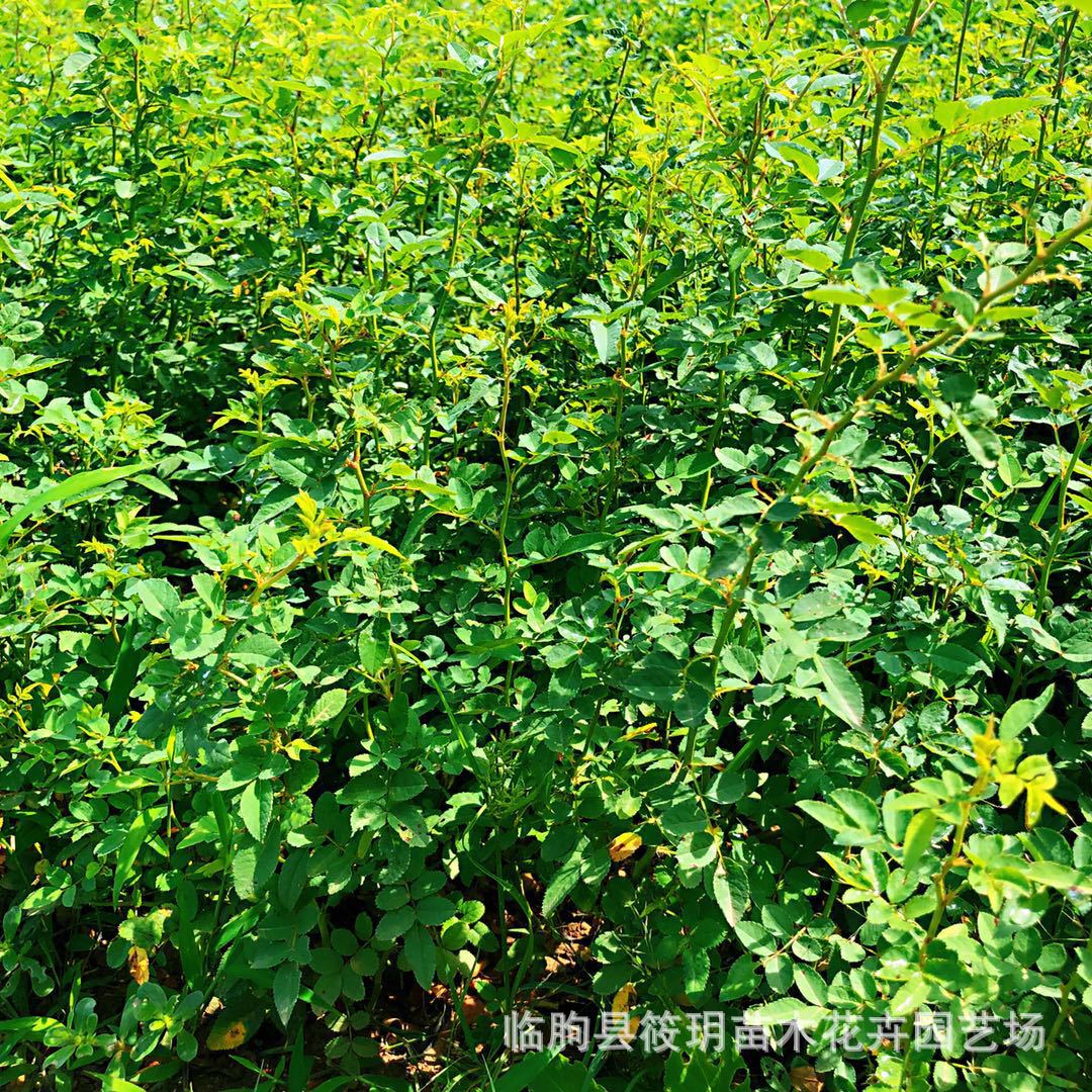 基地花卉 欧月花卉 基地直销 庭院盆栽植物 攀援花卉蔷薇花