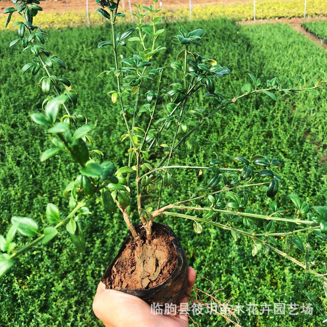 迎春苗批发绿化工程苗木 耐寒植物园林爬藤花卉丛生迎春苗