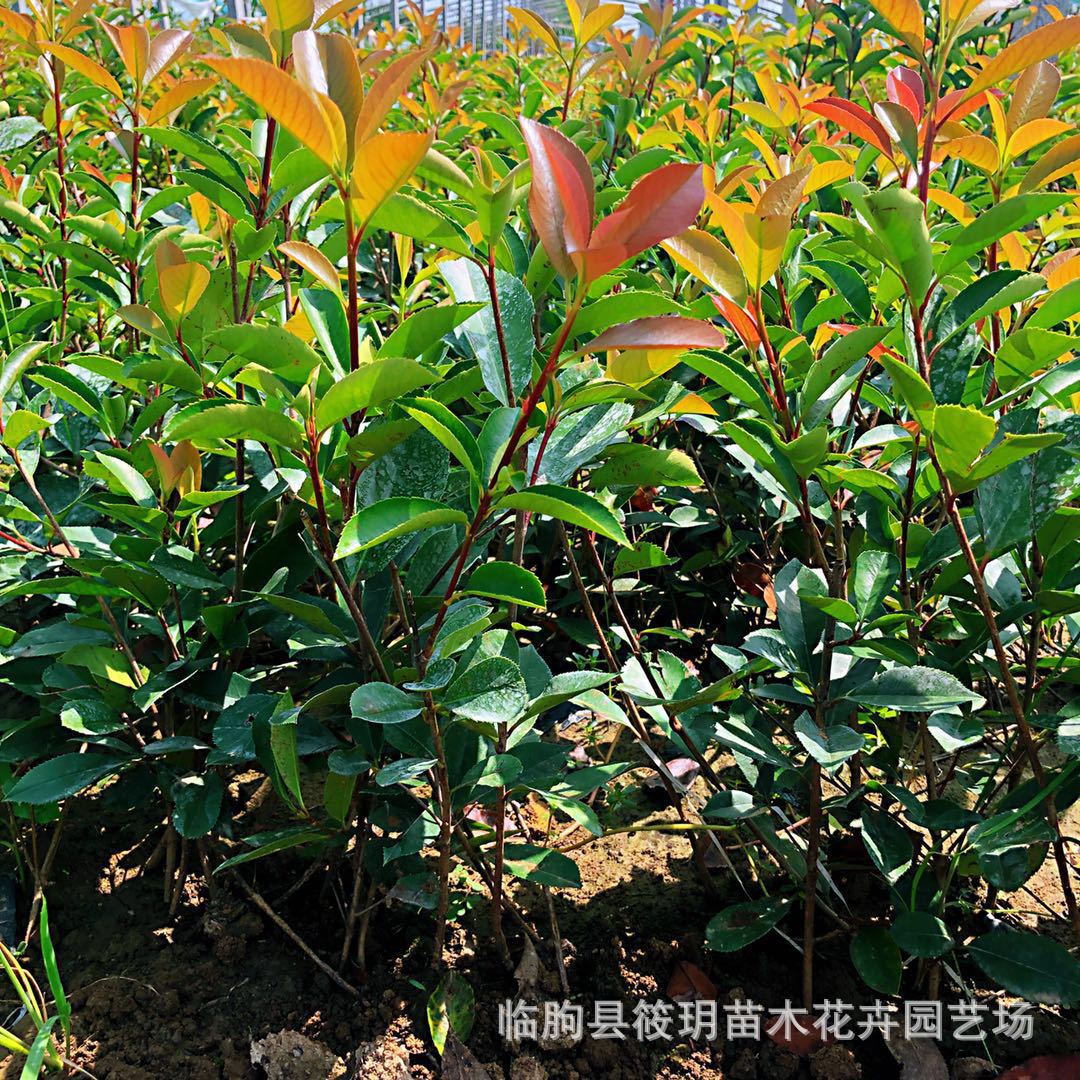 基地直销红叶石楠 园林工程绿化 四季常青庭院绿化 红叶石楠球