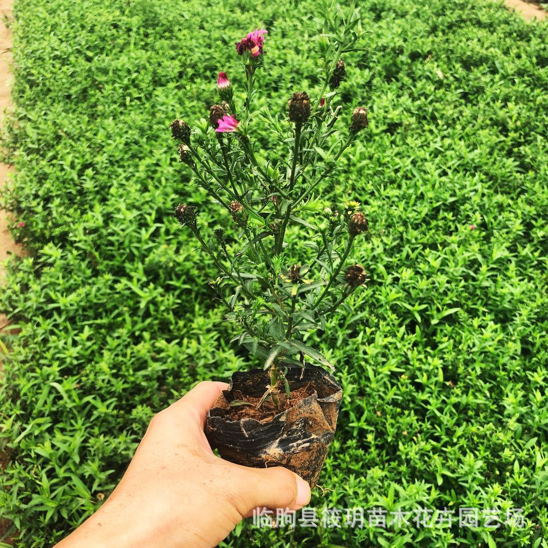 销售耐寒宿根花卉 荷兰菊品种优良 花色艳丽 花期长四季花开