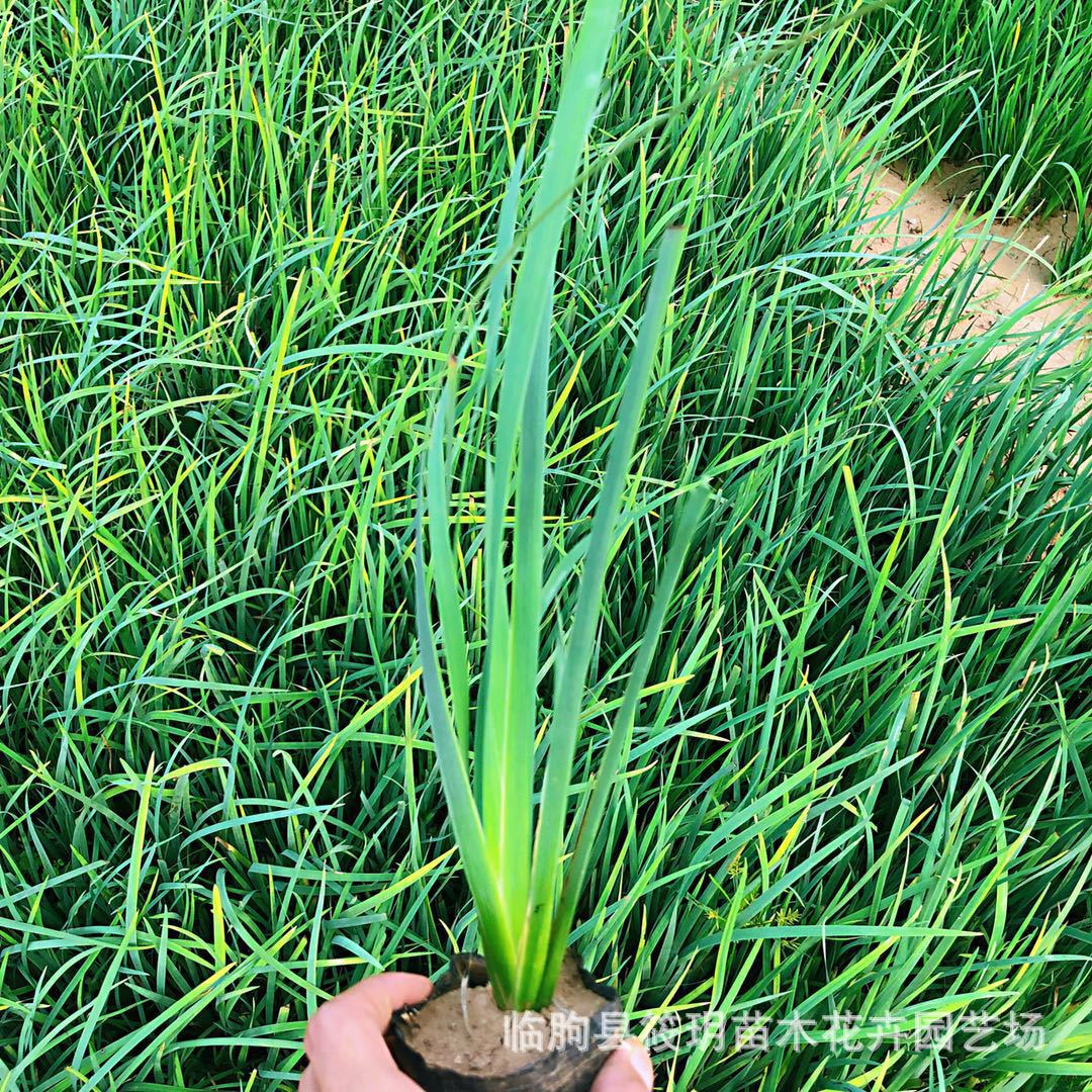 马兰地被植物盆栽 植物景观宿根植物批发 苗圃直销绿化植物