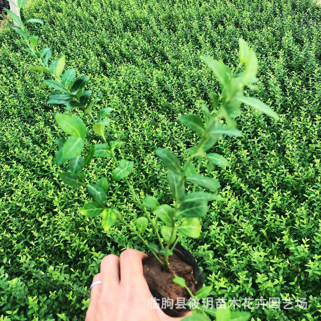 基地批发扶芳藤  灌木花卉 批发供应小叶 大叶扶芳藤量大优惠