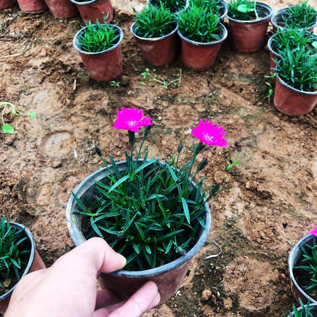 基地直销欧石竹 盆栽欧石竹 常夏石竹 耐寒宿根绿化花卉