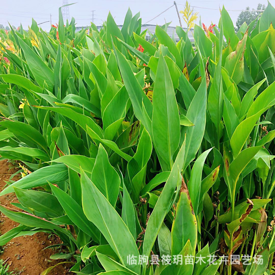 水生植物 基地直销 水生美人蕉苗品种齐全 量大优惠 美人蕉