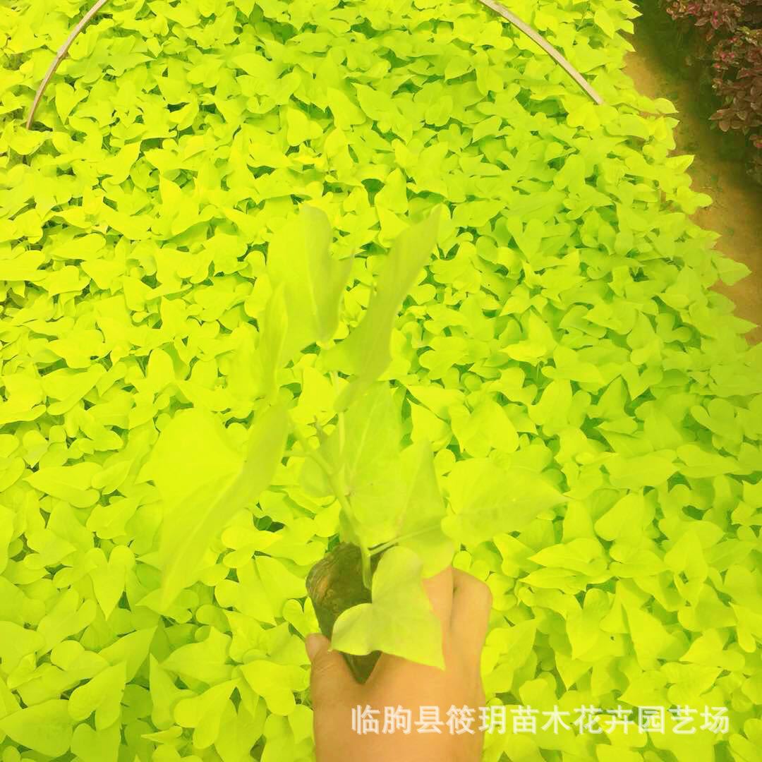 黄金蜀 园林供应  批发小苗 工程绿化公园花坛