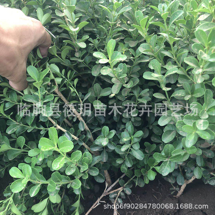 瓜子黄杨小苗批发 扦插黄杨苗  基地直销 瓜子黄杨批发