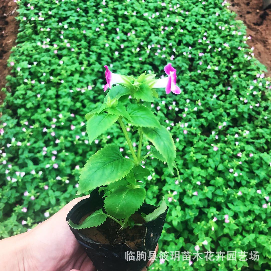 基地供应夏瑾苗 供应各种易存活花卉 优质夏瑾苗
