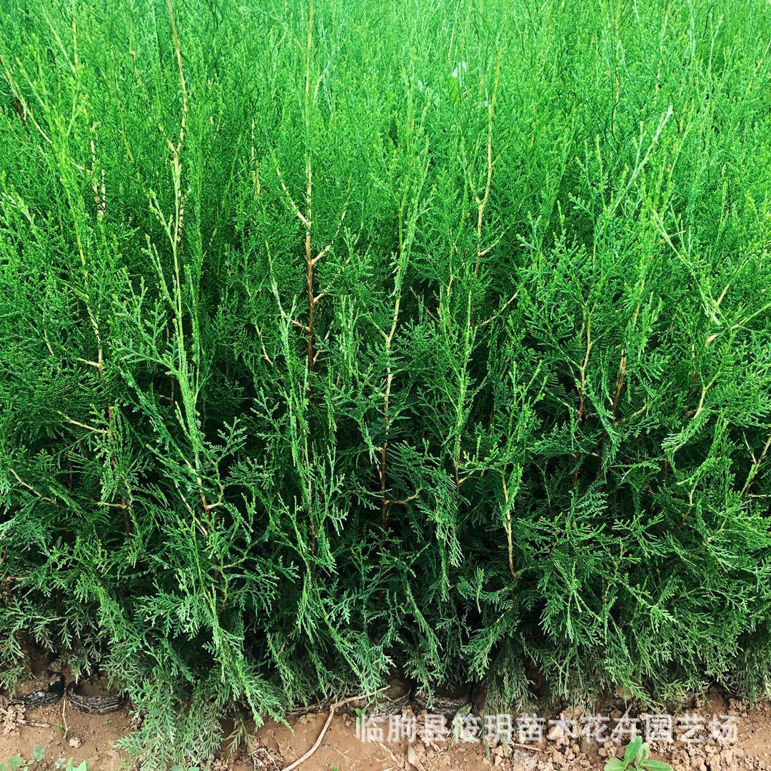 临朐龙柏基地批发 绿化树木 四季常青 优质侧柏 龙柏