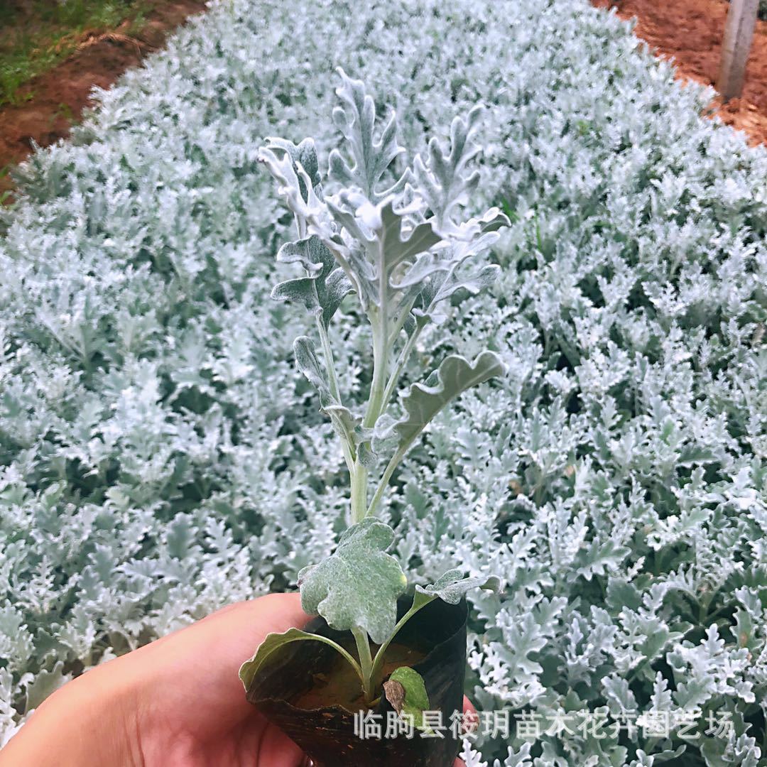 大量批发多年生草本银叶菊 青州四季草花基地 一二年生银叶菊