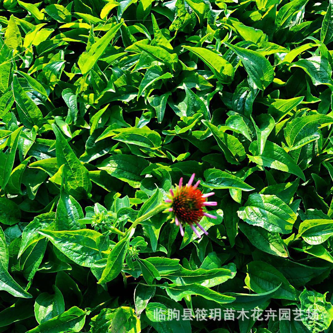 山东青州草花基地 大量供应优质松果菊 开花期长艳丽松果菊