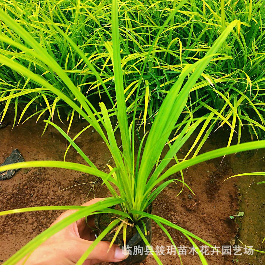 基地自销崂峪苔草苗木崂峪苔草报价 常绿观赏草规格多崂峪苔苗