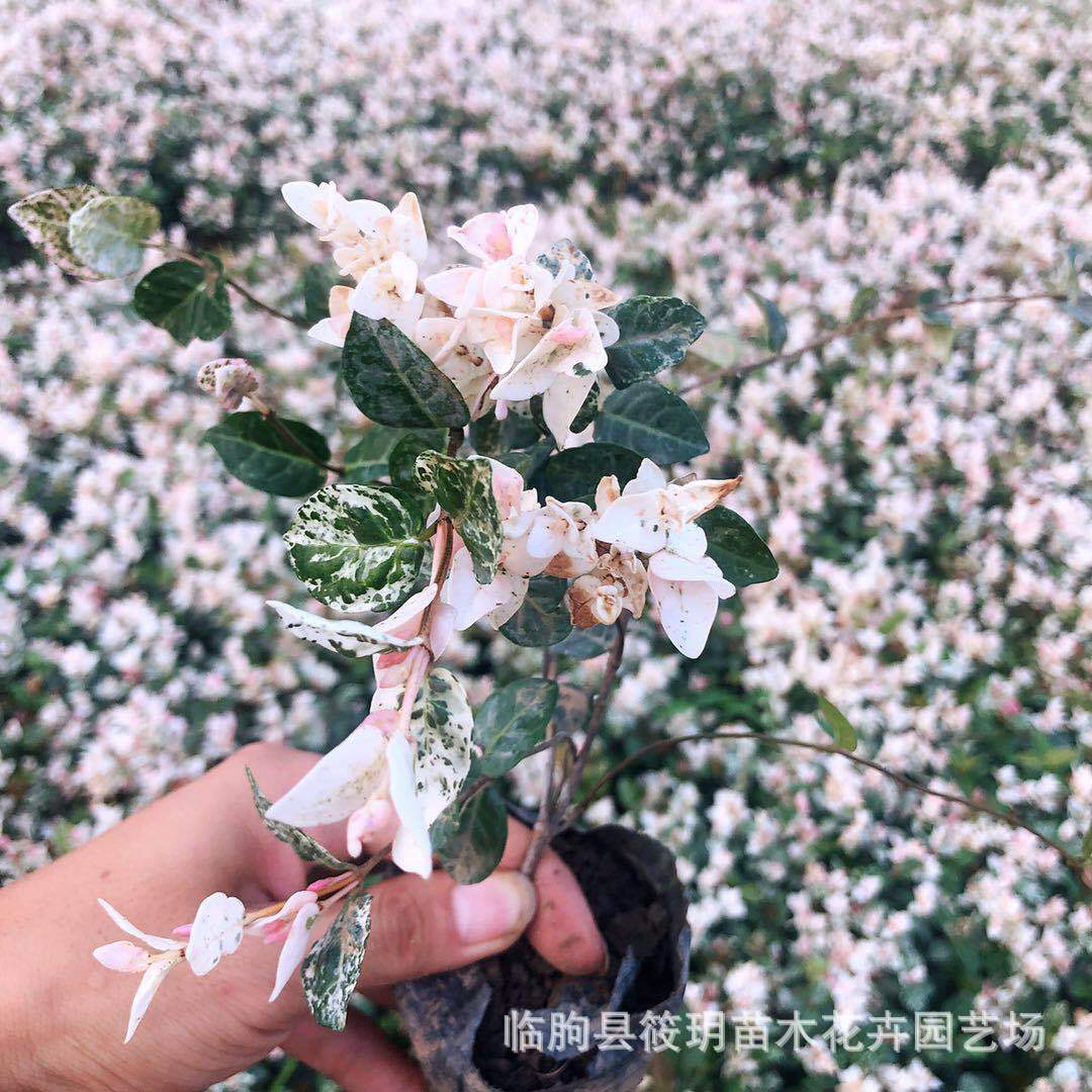 花卉绿植盆栽植物苗木批发基地批发藤本植物 落花石