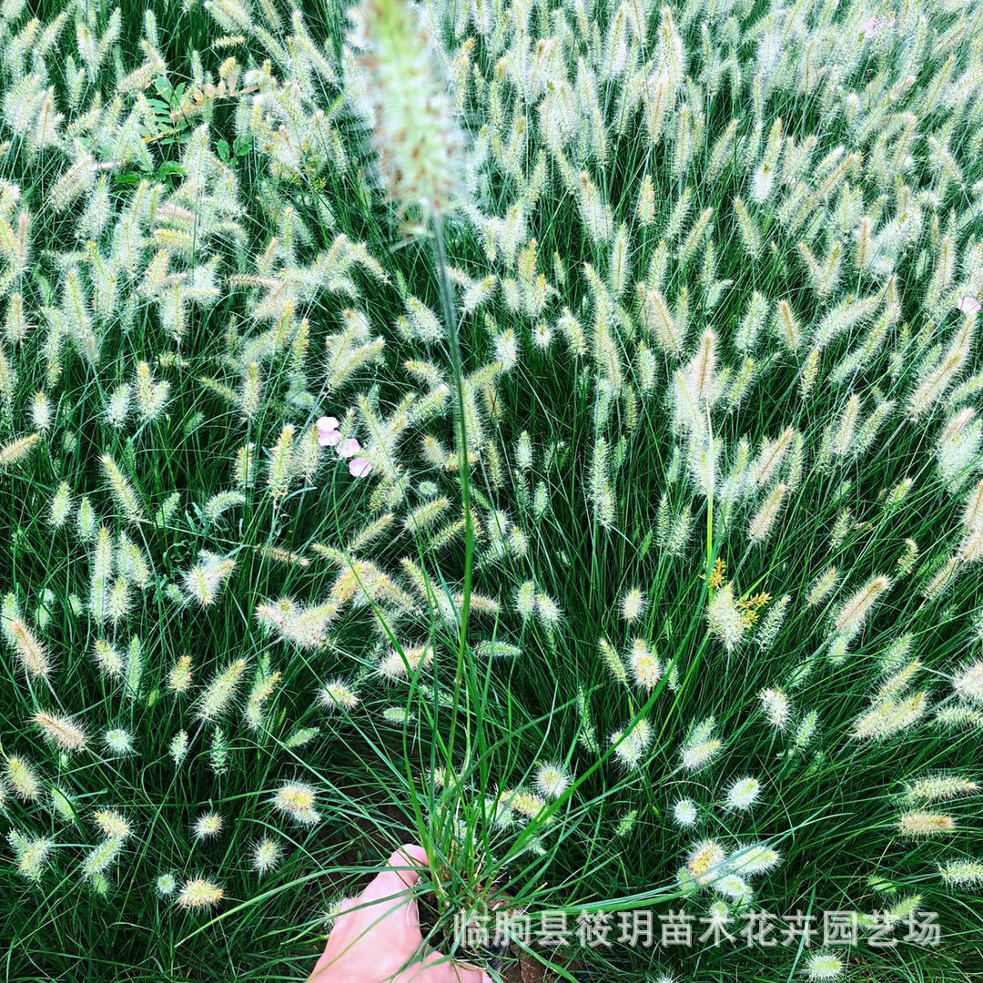 狼尾草 草花地被  批发优质狼尾草苗 种类齐全 狼尾草