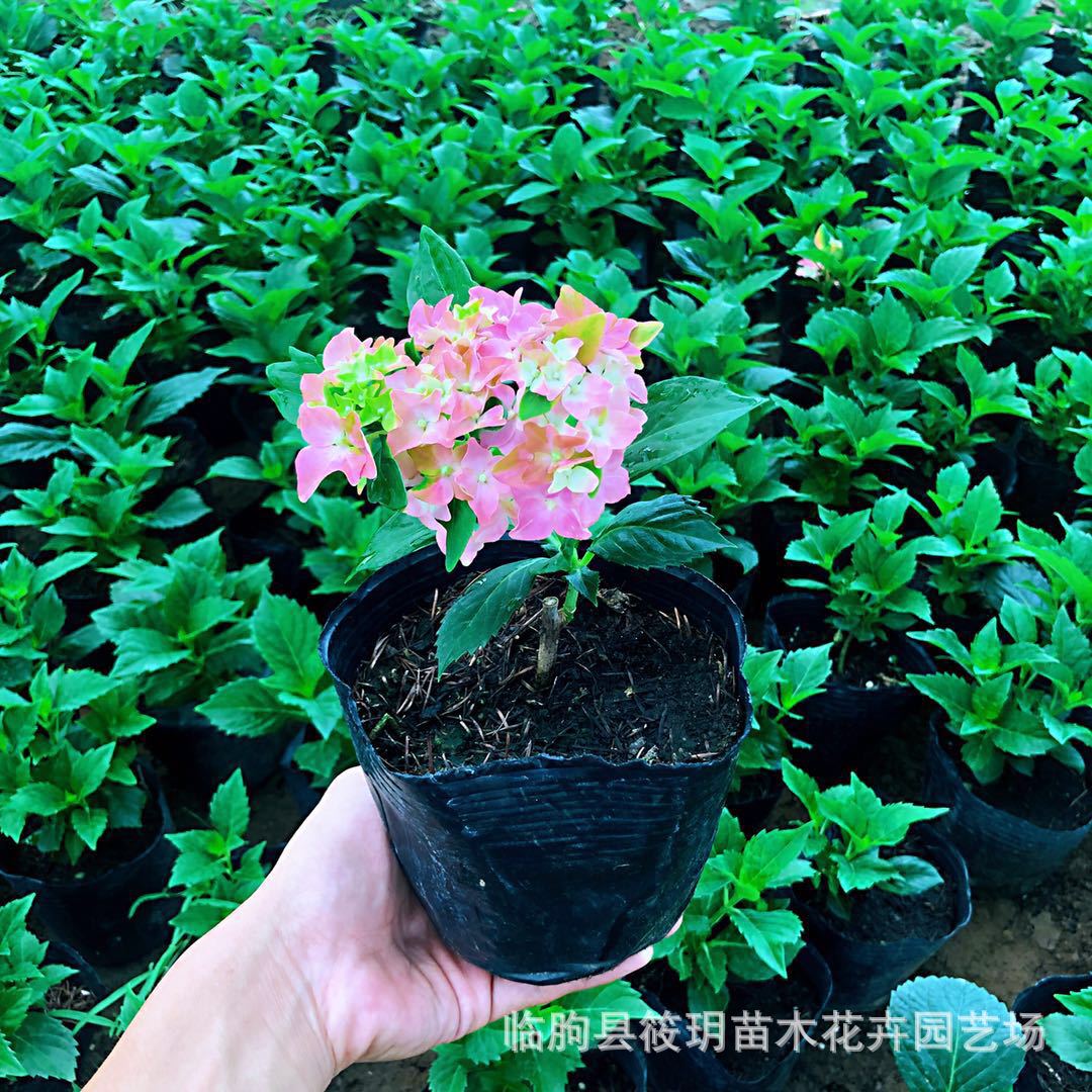 供应绿化苗木优质绣球八仙花 大量批发 价格实惠  木绣球