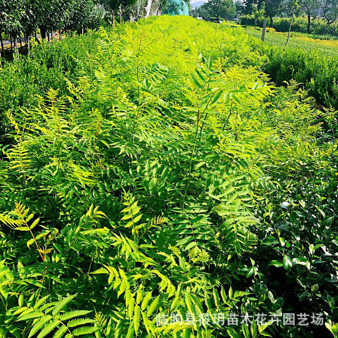 大型基地生产地被类产品珍珠海 专业绿化工程 苗木基地批发