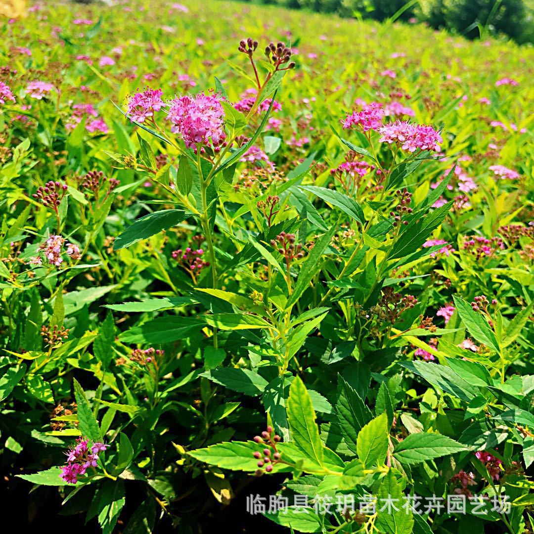 大量供应优质金焰绣线菊  价格从优 绿化工程金焰绣线菊