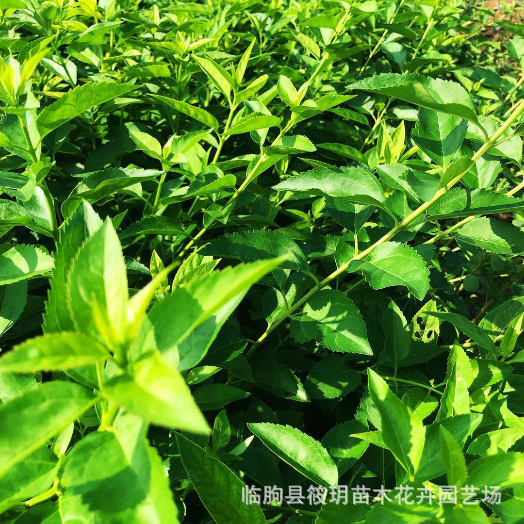 连翘园林绿化苗木基地批发园林工程绿篱防护栏灌木苗连翘