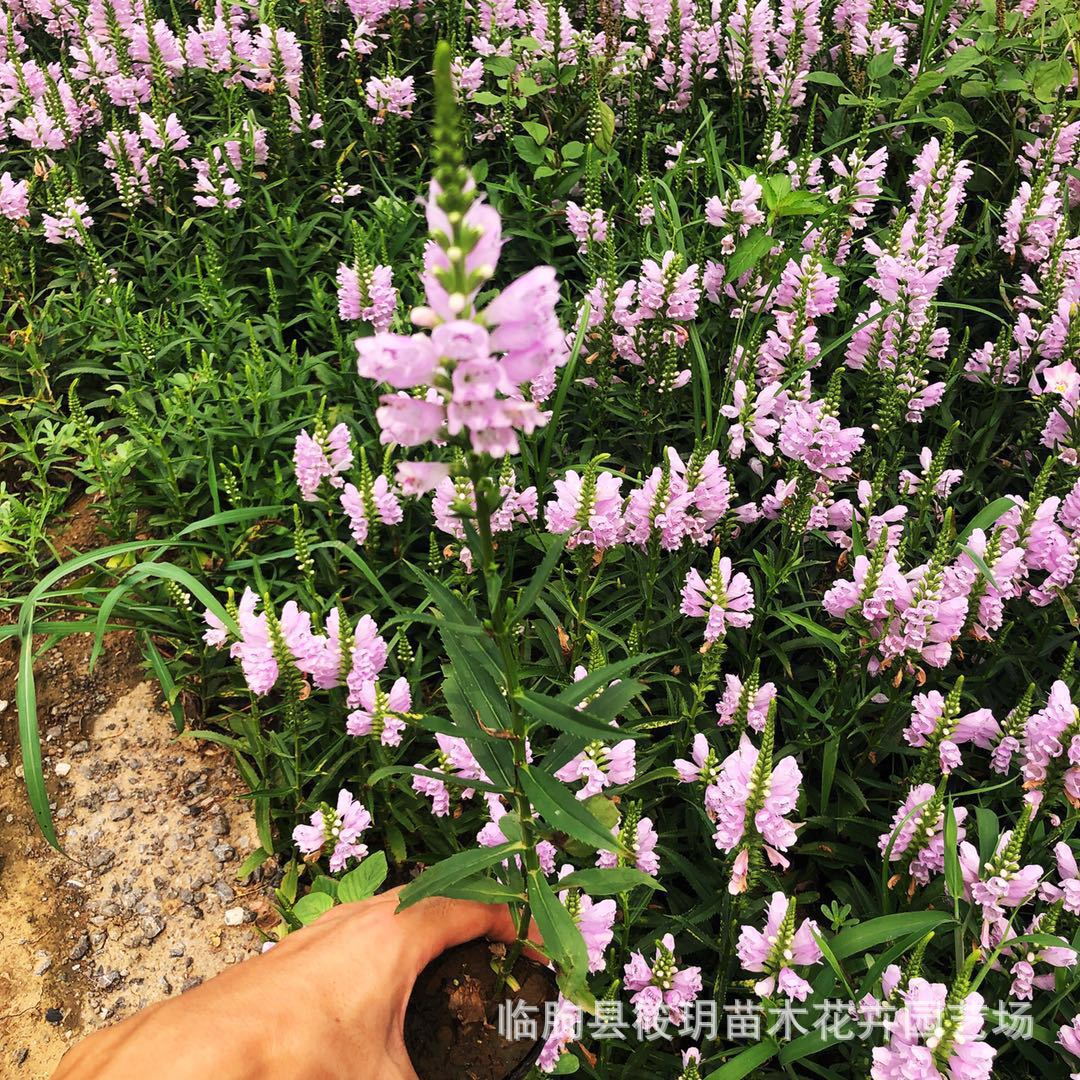 厂家销假龙头阳台花海景观绿化花坛发芽率高品种齐全
