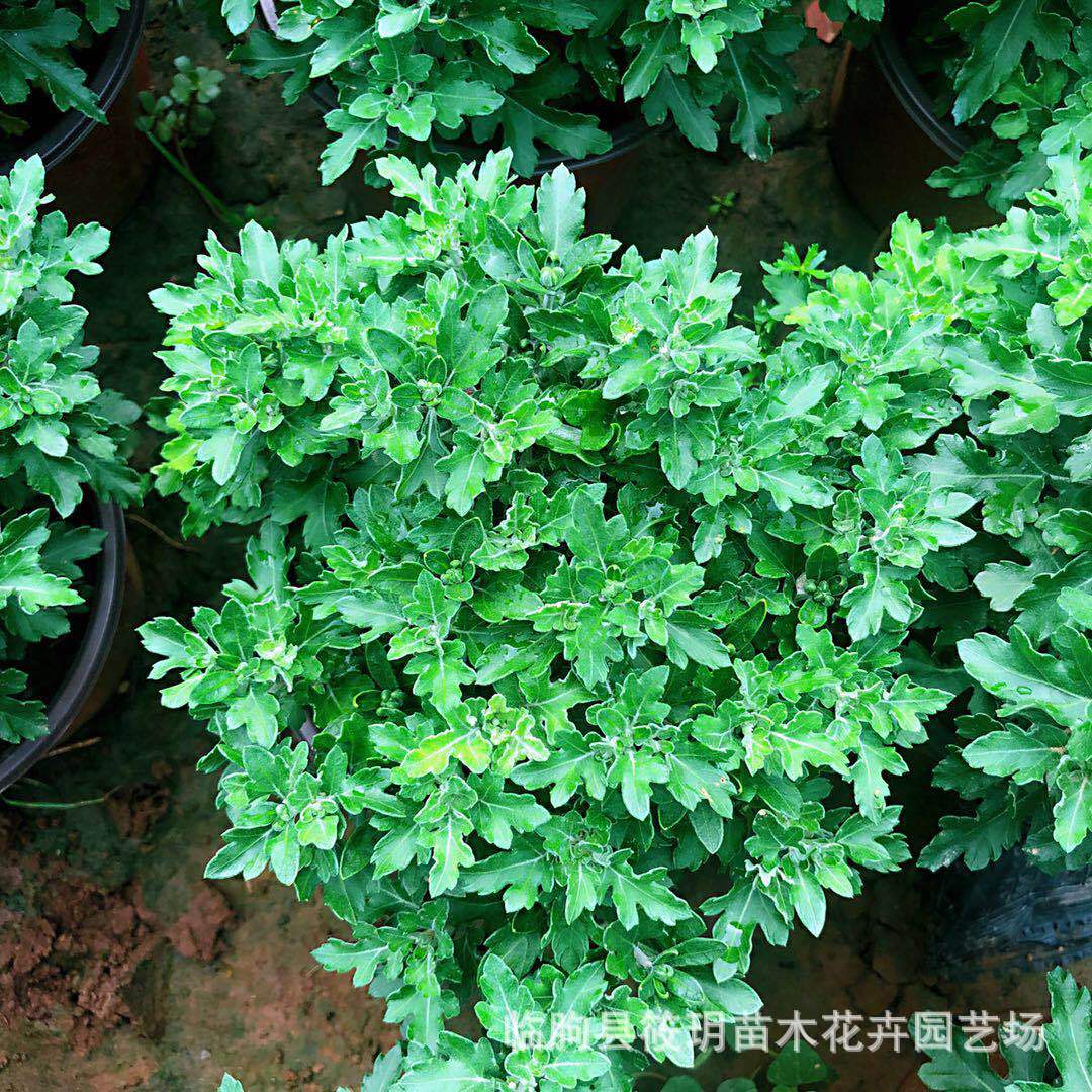 基地大量供应国庆菊菊花千头菊 金秋十月开花国庆菊 存活率高秋