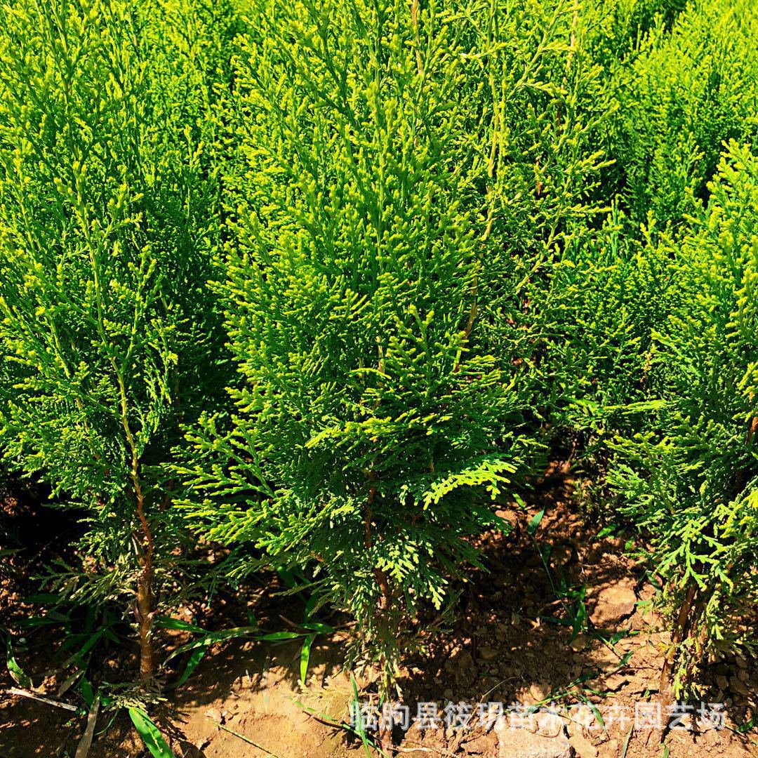 庭院植物苗圃批发绿化工程苗木洒金柏小苗 彩色灌木--洒金柏