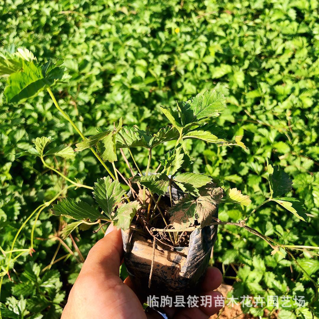 花色鲜艳野蛇莓盆栽花卉植物苗圃直销蛇莓枝多蔓长宿根花卉