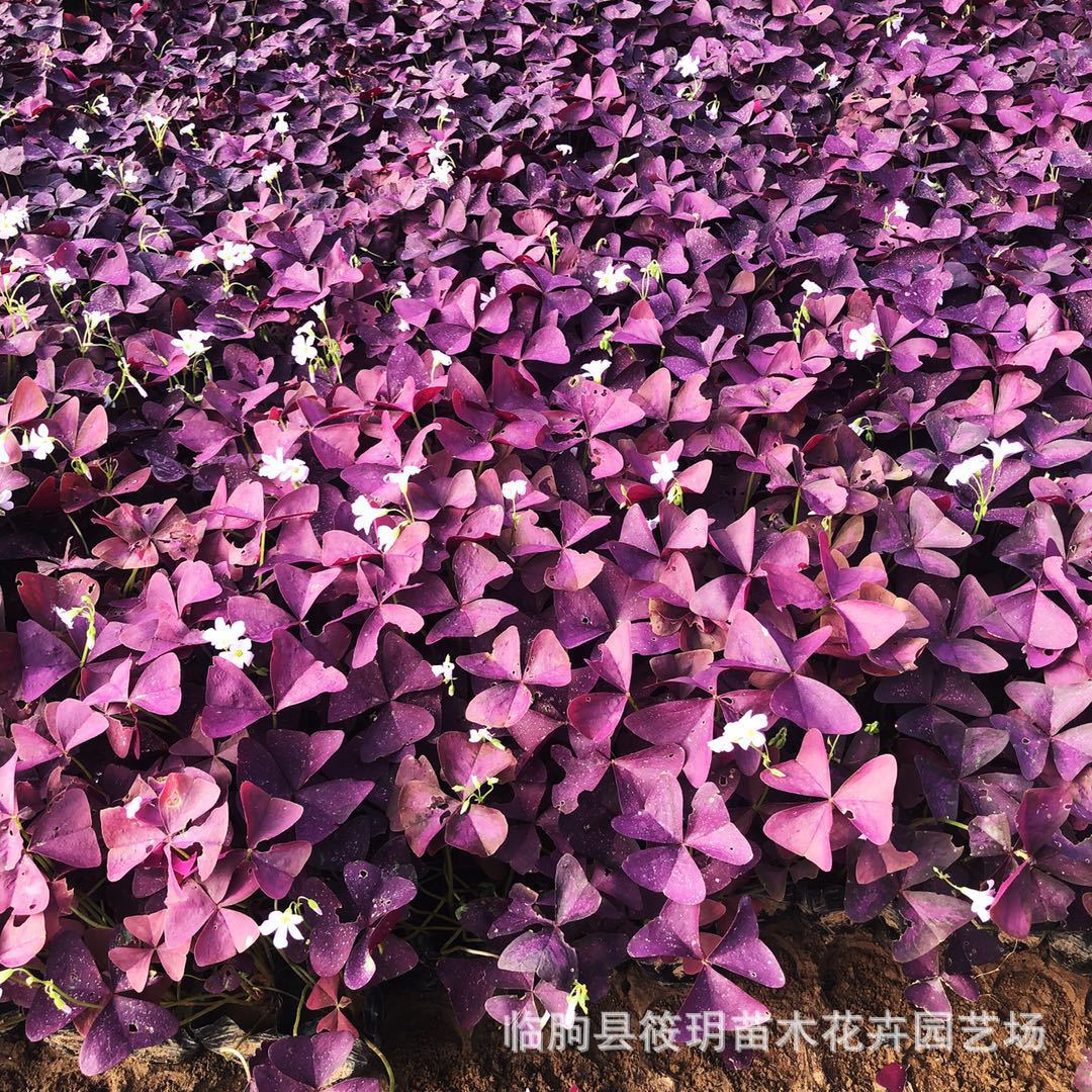 批发优质红花醡浆草苗 红花炸酱草种球 紫叶醡浆草 宿根植物