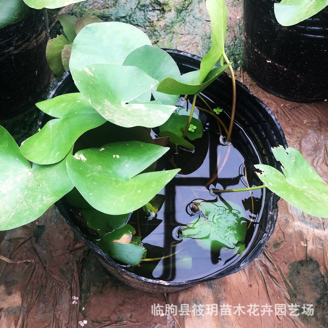 批发睡莲盆栽花卉 睡莲根块 水生植物睡莲小苗