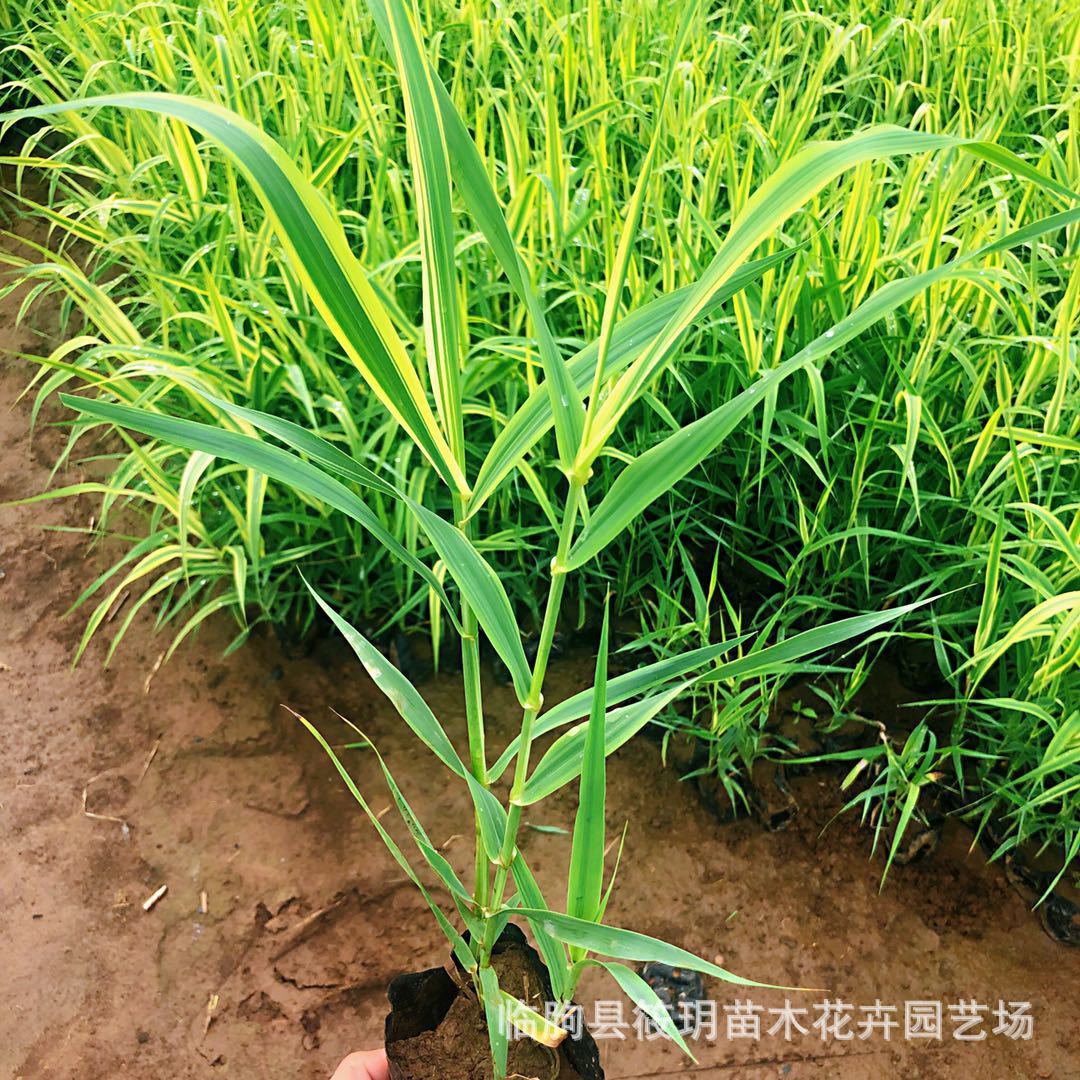花叶芦竹 挺水植物 水生湿地绿化景观 青叶芦竹