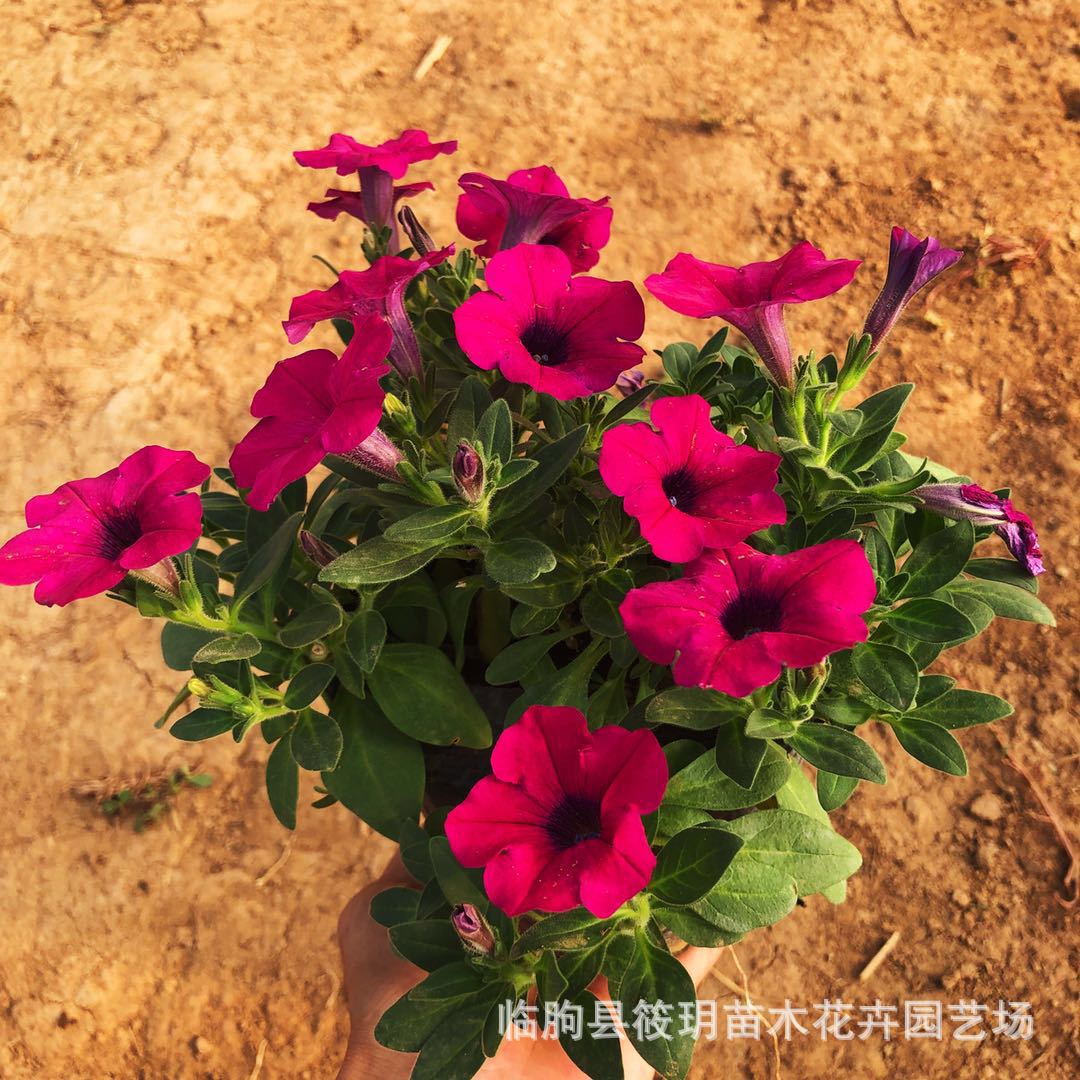 大量供应  工程绿化用优质垂吊牵牛 草花牵牛苗木基地垂吊牵牛