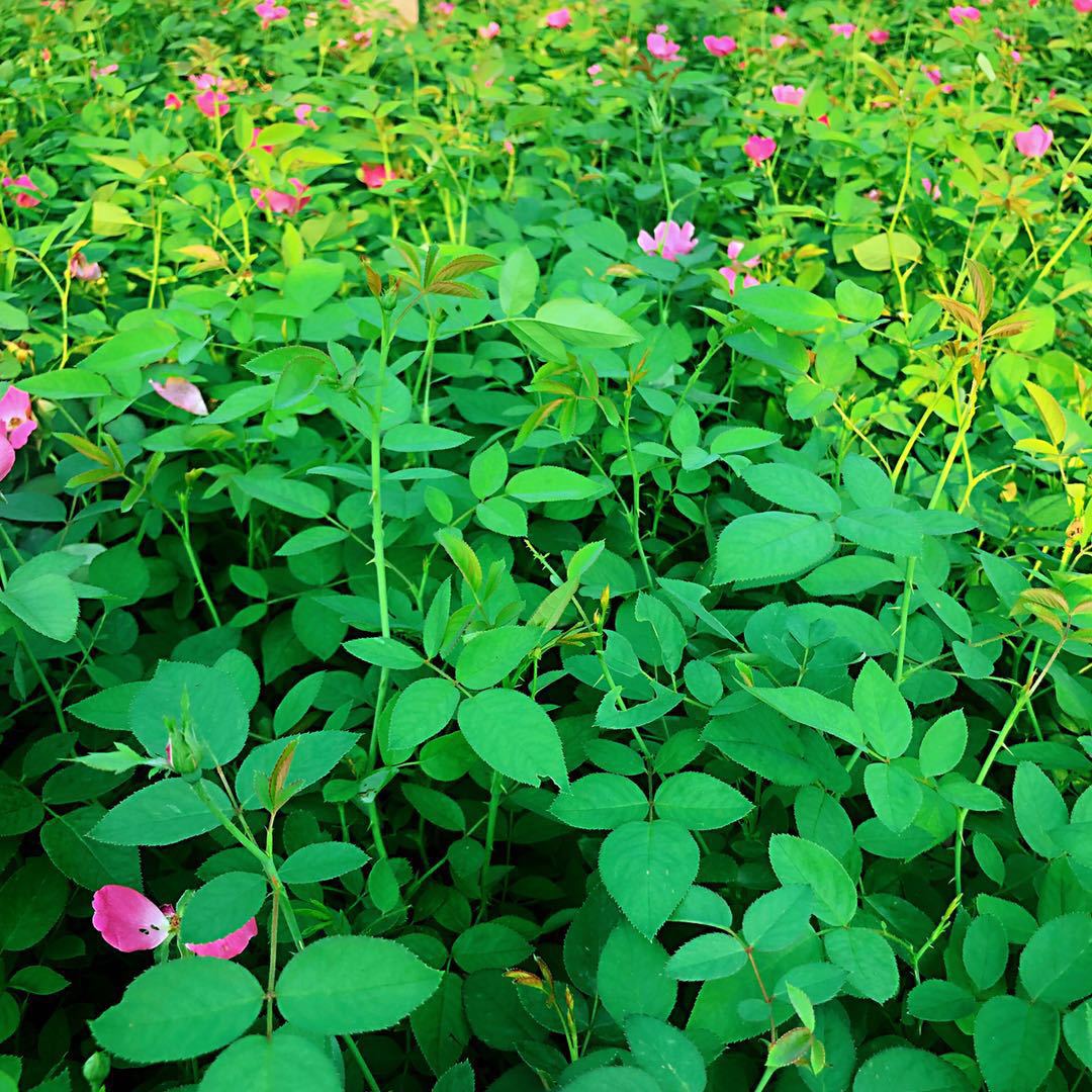 供应批发工程绿化月季苗丰花月季 月季花苗 月季小苗 绿化苗木