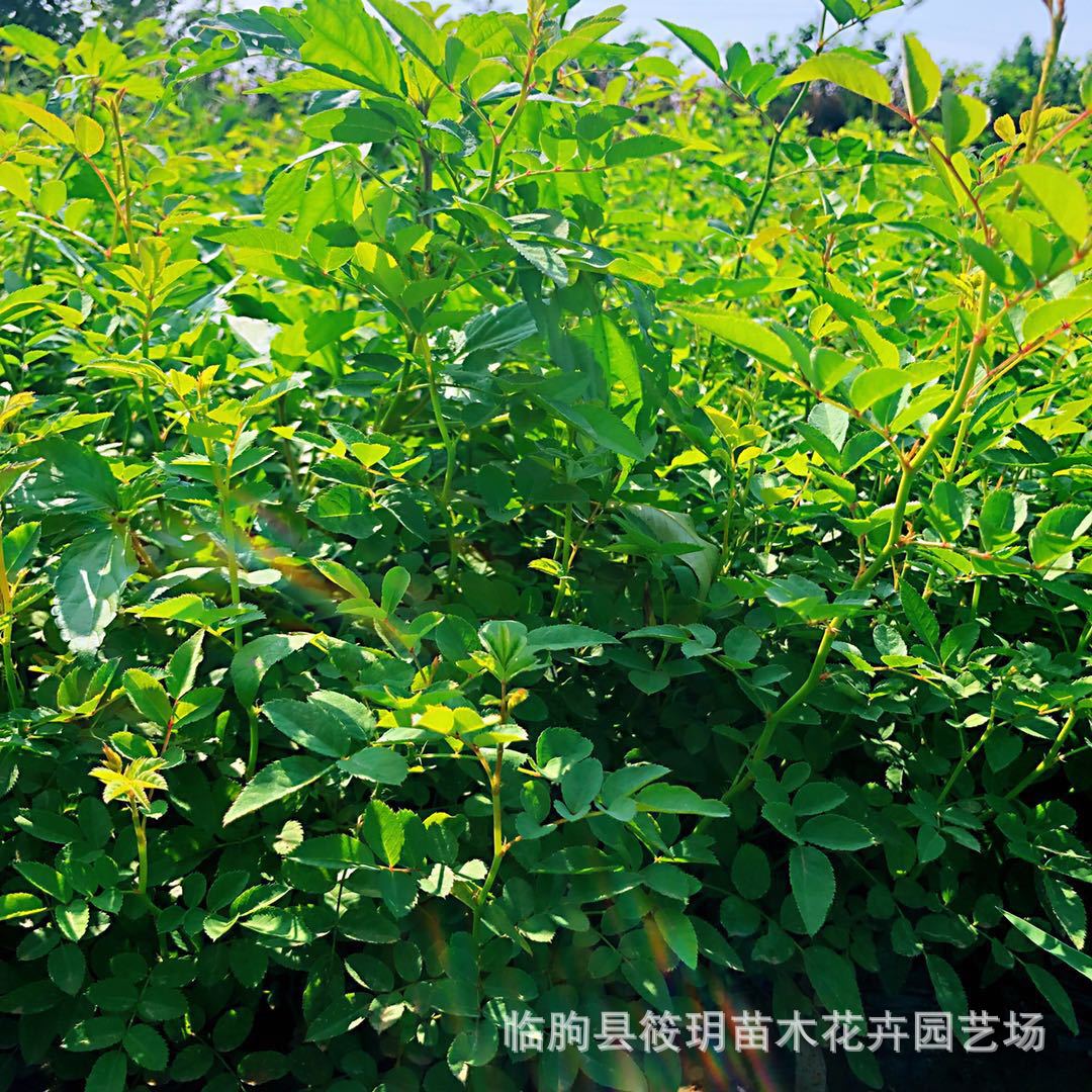 供应黄刺玫苗 工程庭院绿化 行道树 黄刺梅基地批发
