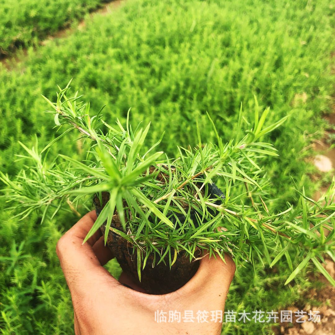 供应福禄考 丛生福禄考批发 宿根福禄考批发 量大优惠