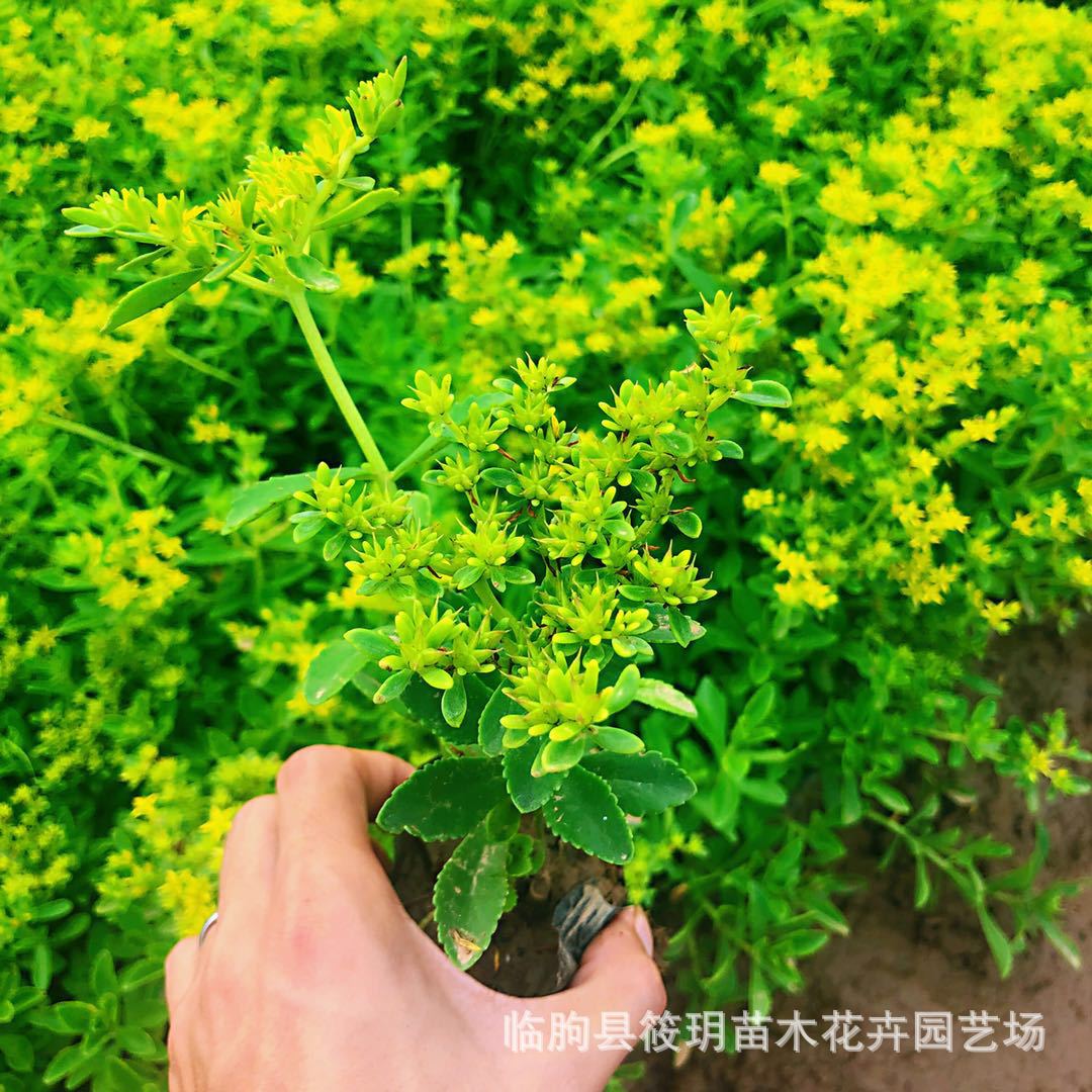 供应三七景天花卉基地三七景天 基地直销 三七景天宿根花卉工程