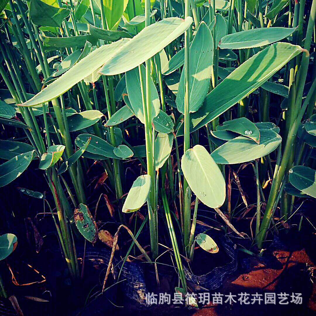 供应 水生植物 湿地绿化苗木 再力花 挺水植物 易管理