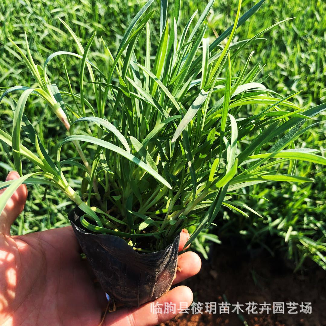 批发草花卉种 五彩石竹 常夏石竹 地被石竹 耐寒耐旱绿化花卉