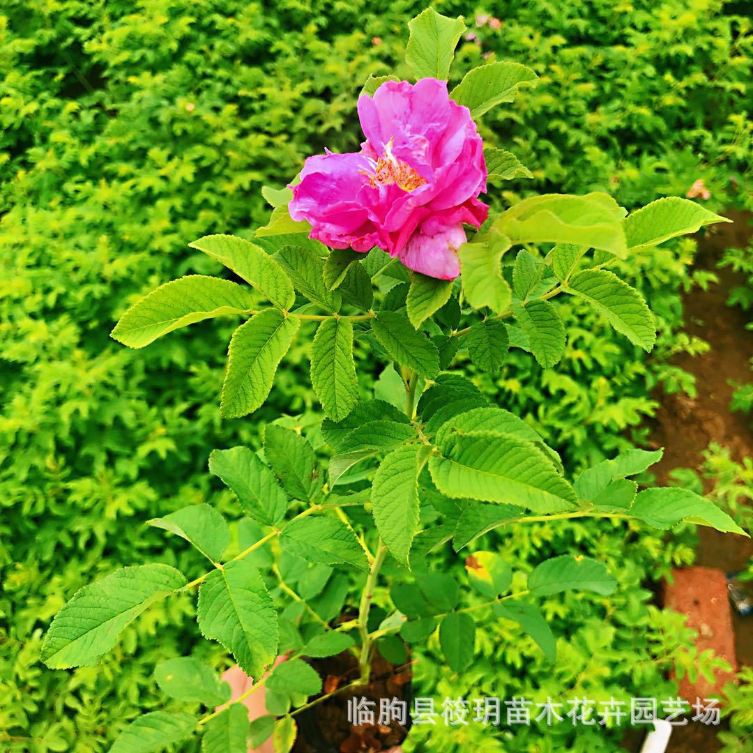 批发四季玫瑰 室内玫瑰盆栽绿植净化空气 观花绿植玫瑰花多色
