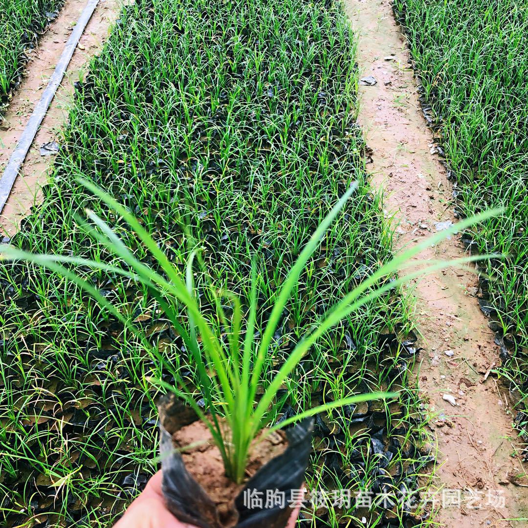 直销批发 细叶麦冬草 耐阴麦冬草无需修剪 基地麦冬苗