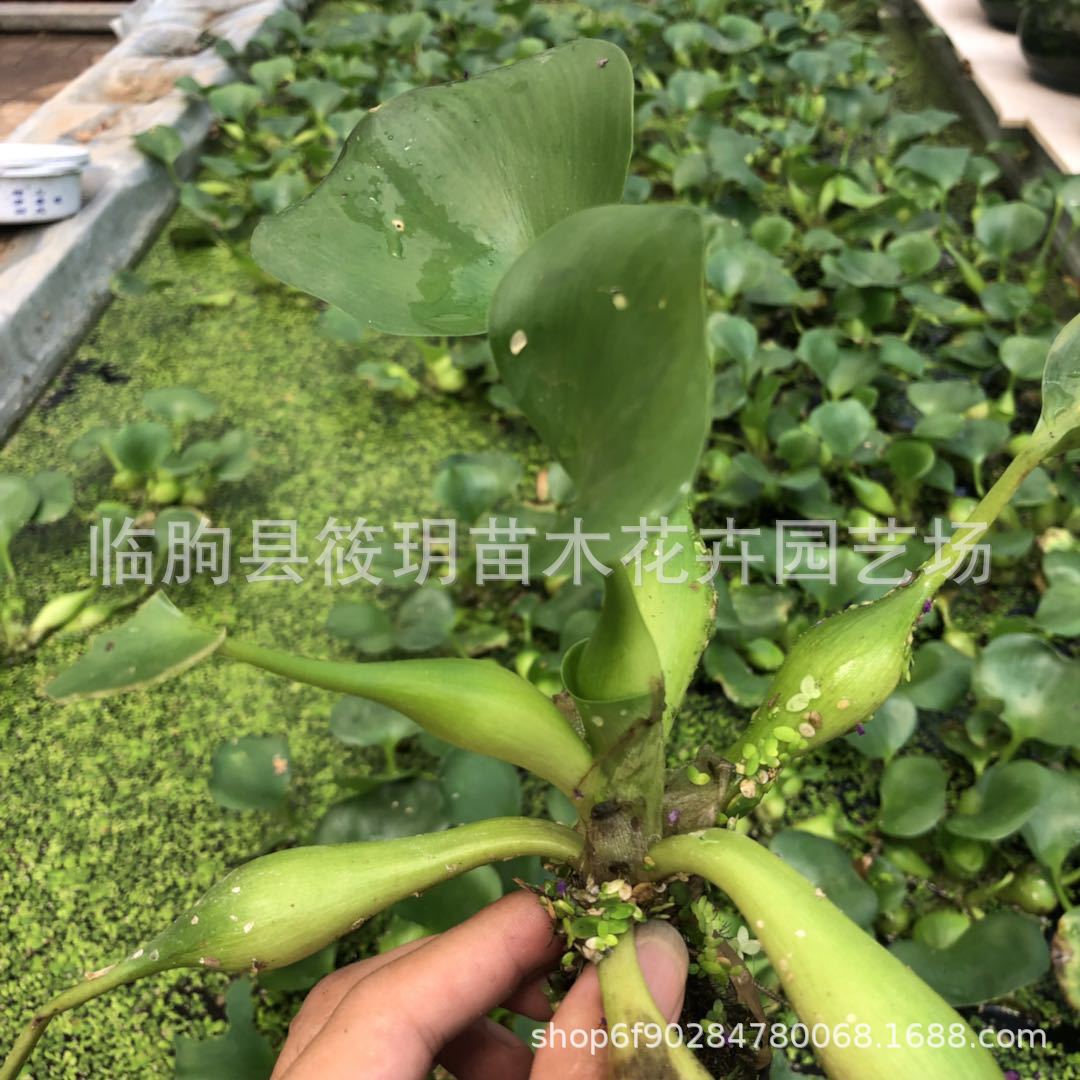 供应各种工程绿化植物 优质水生花卉 批发 水葫芦水生水养绿植