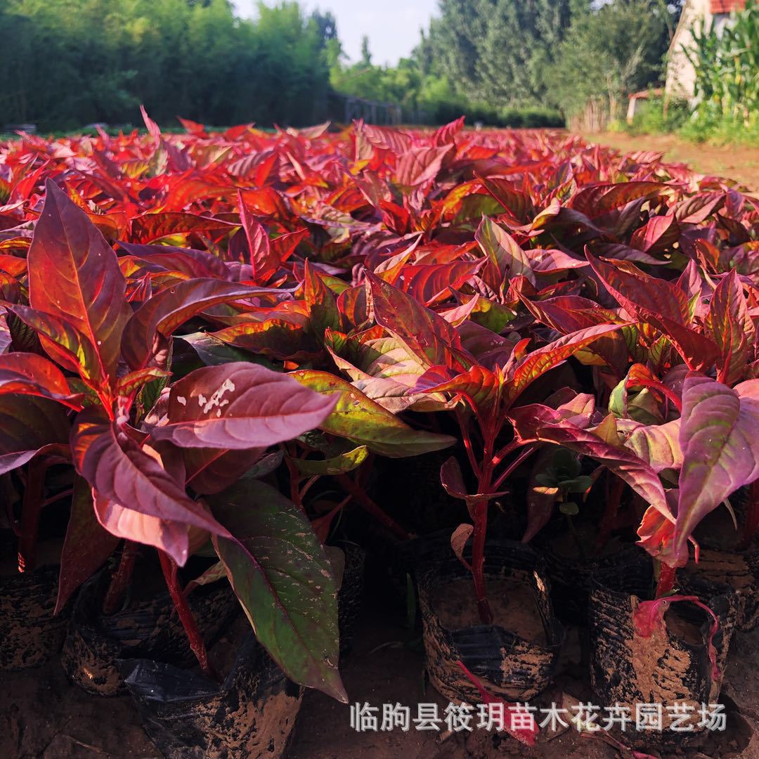 观赏花卉 阳台绿植 花批发 鸡冠花 庭院盆栽易 鸡冠花草