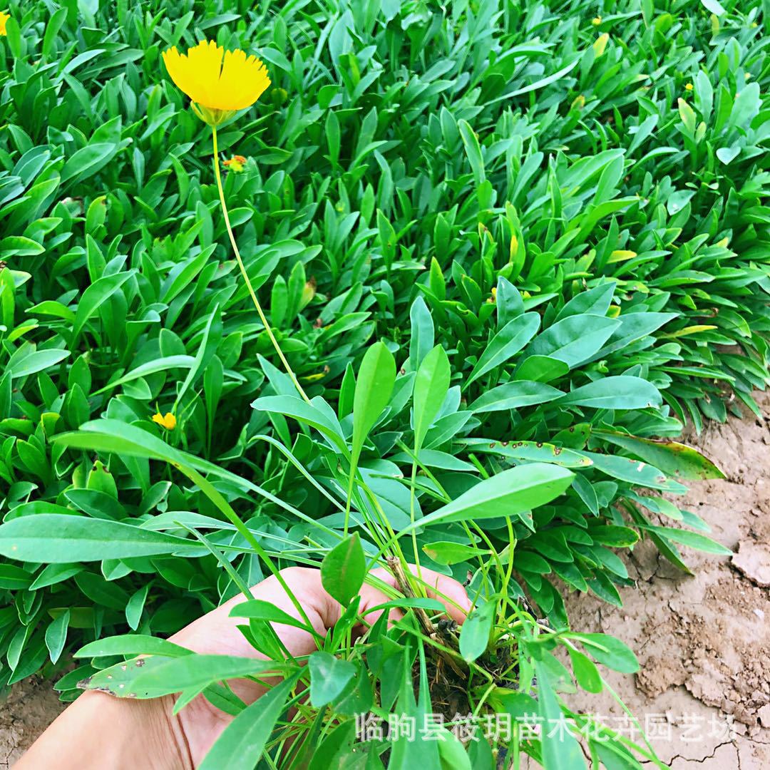 金鸡菊 观赏花卉阳台庭院盆栽 金鸡独立 绚丽夺目 大花金鸡菊