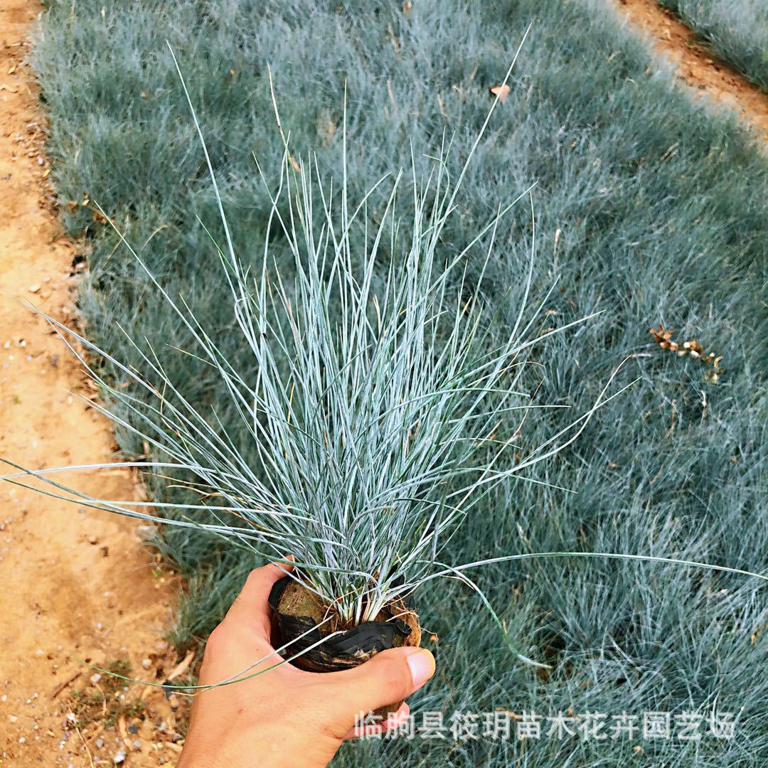 青州基地供应蓝羊茅 园林景观绿化用 低价销售精品蓝羊茅
