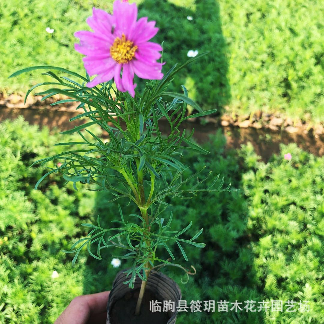 新采菊花批发 波斯菊地被园林观花植物 发芽率高