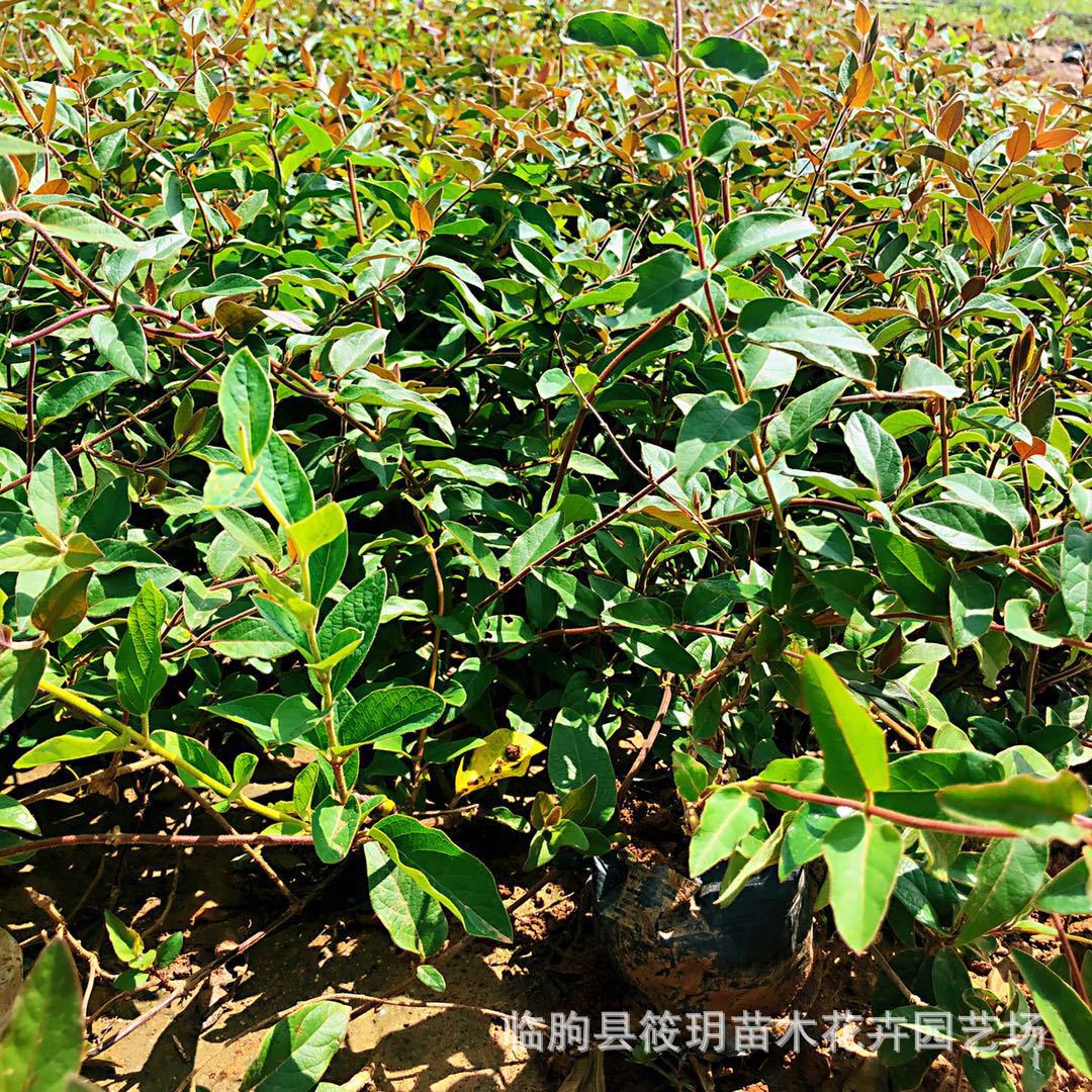 供应园林绿化苗木金银木 金银花 庭院绿化苗木 金银花小苗