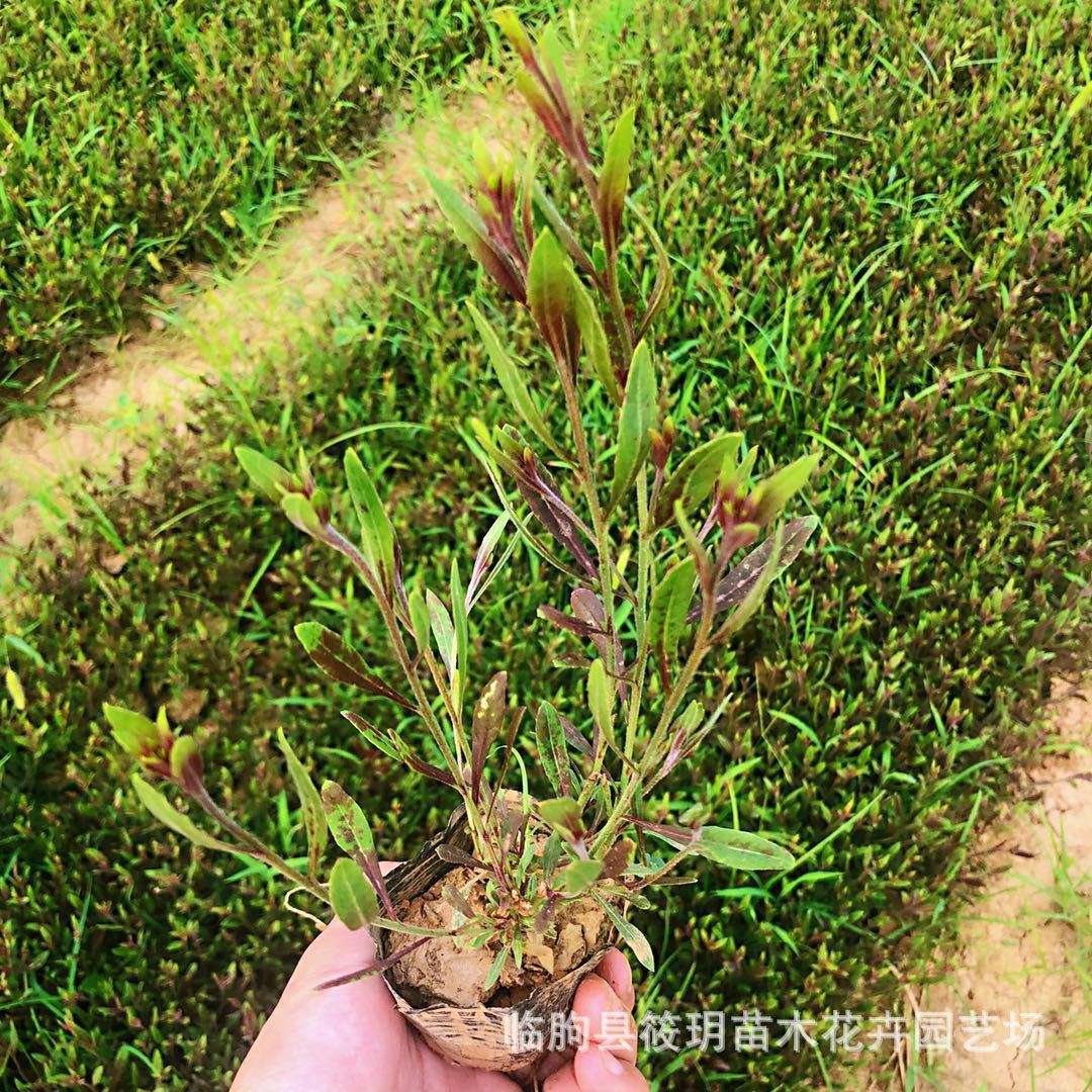 批发宿根花卉植物山桃草苗 山桃草花种子 批发供应多年宿根花卉