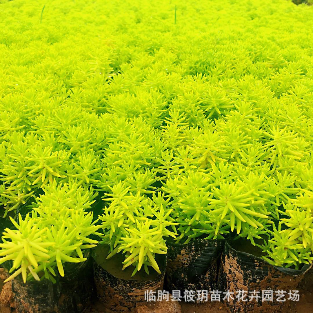 金叶佛甲草小苗 地被草本植物金叶佛甲草工程苗盆栽 金叶佛甲草