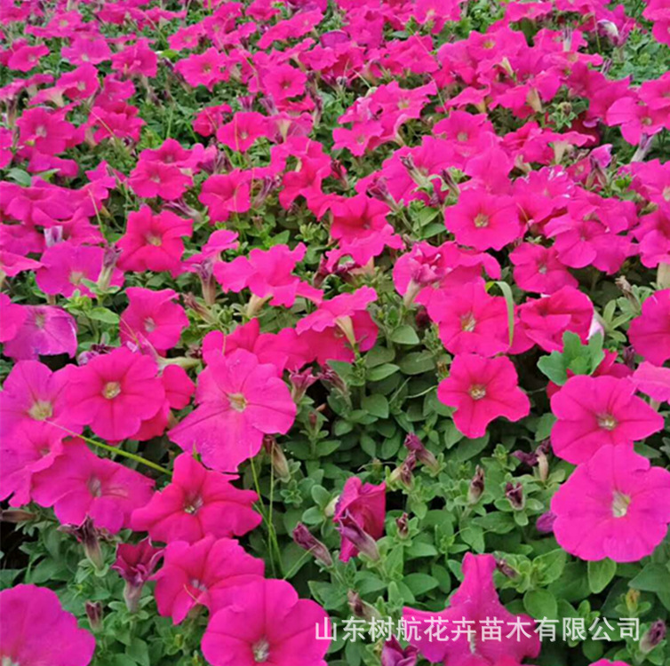 时令草花矮牵牛花盆栽庭院种植山东青州直销红粉蓝色批发草花基地