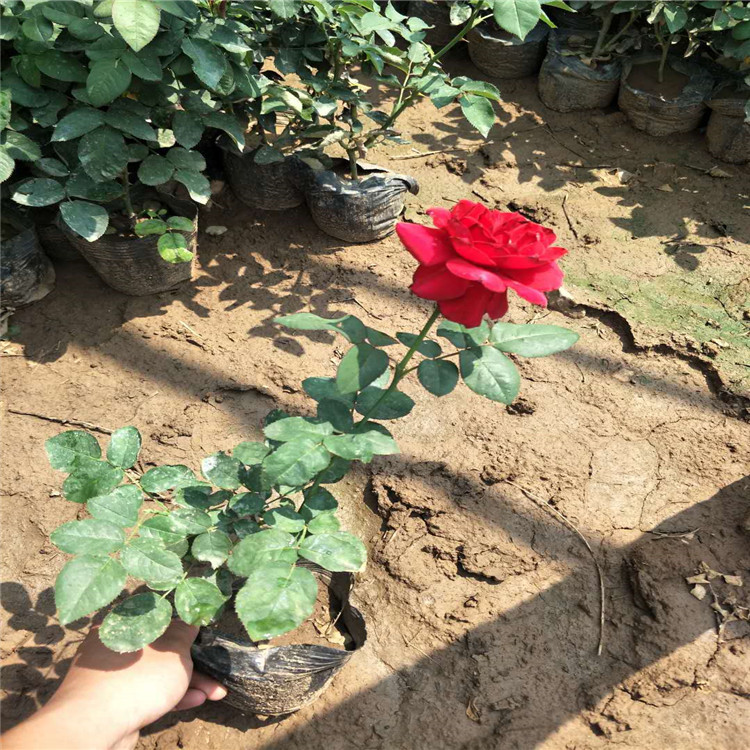 大花月季山东青州绿化工程一年生两年混色装厂家批发基地大花价格